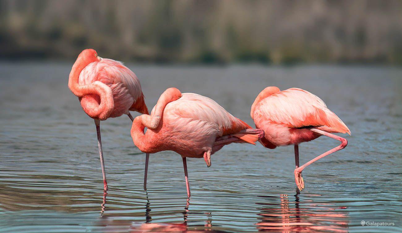 Pinker flamingos are more aggressive, intriguing study finds