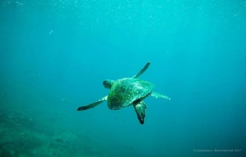 Galapagos Green Turtle