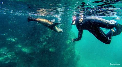 Galapagos Sea Lion