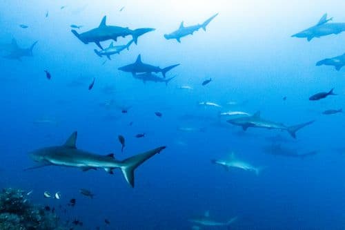 Shark Bay Diving Galapagos